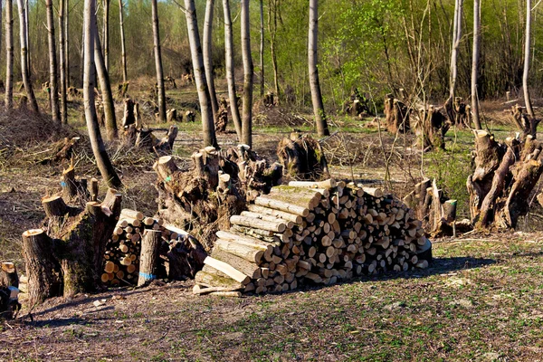 Дерева в лісі були відступлені — стокове фото