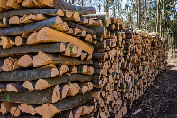 Tronchi d'albero tagliati a rovescio — Foto Stock