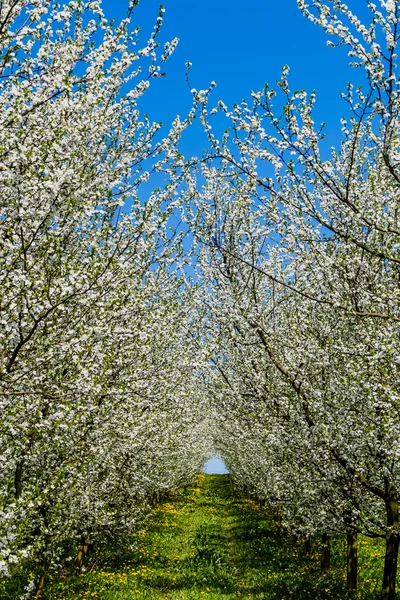 Ağaç bahar — Stok fotoğraf