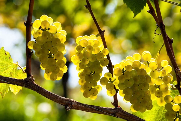 Uvas na vinha — Fotografia de Stock