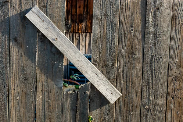 Саженцы и старый деревянный забор — стоковое фото