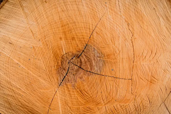 Anillos anuales en un tronco de árbol — Foto de Stock