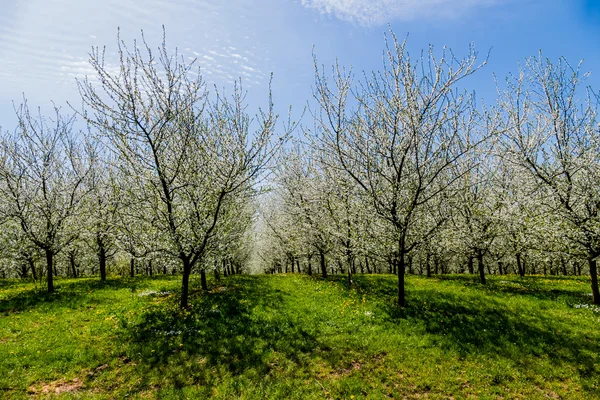 Drzewo na wiosnę — Zdjęcie stockowe