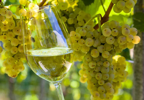 Weinglas im Weinberg — Stockfoto