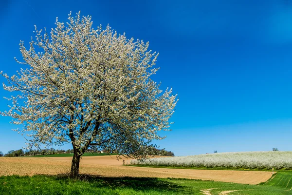 Arbre au printemps — Photo