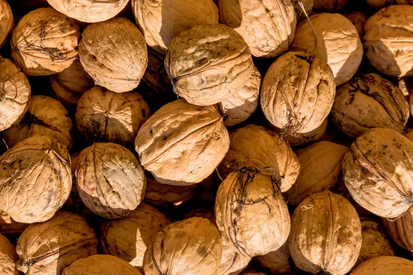 Many walnuts close up — Stock Photo, Image