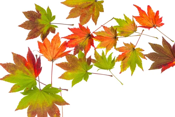 Colorful autumn leaves — Stock Photo, Image