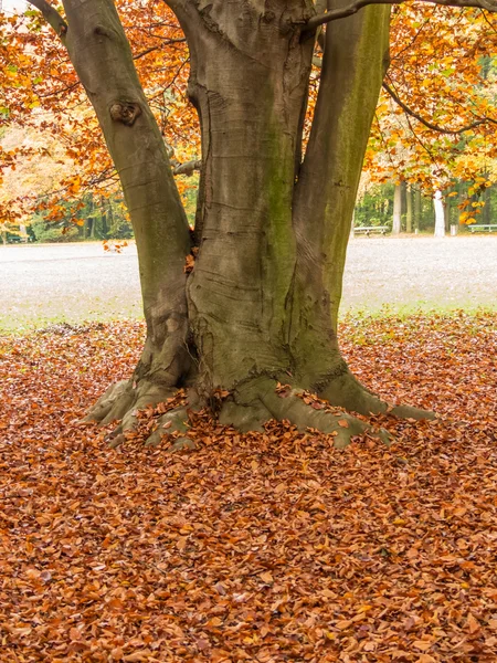 Hoja y árbol en otoño — Foto de Stock