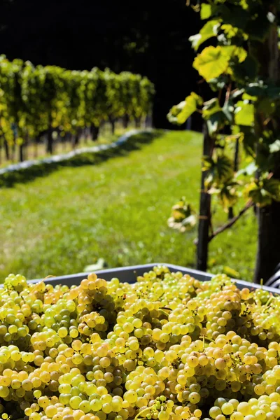 Winzer bei Weinlese im Weingarten — Stockfoto