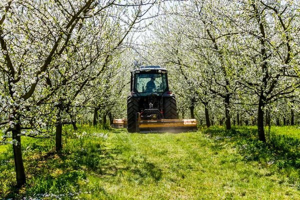 Tree in spring — Stock Photo, Image