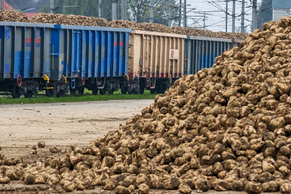 Rüben und Fracht — Stockfoto