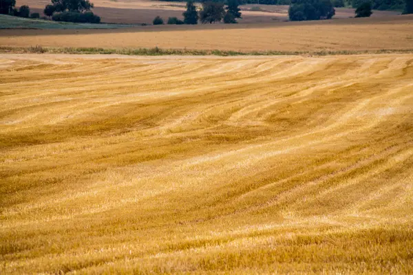 Campo de maíz en verano — Foto de Stock