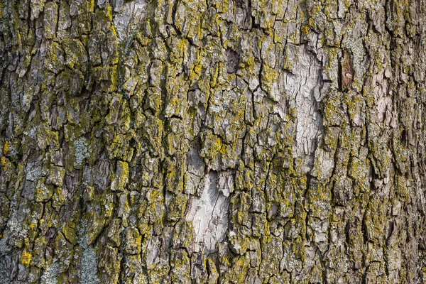 Écorce sur un arbre — Photo