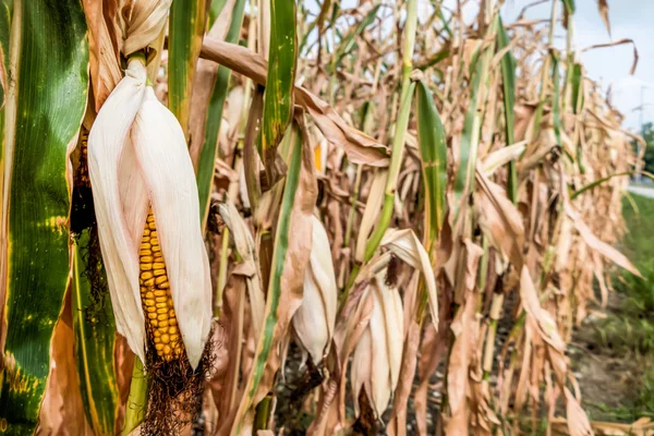 Schade van de droogte — Stockfoto