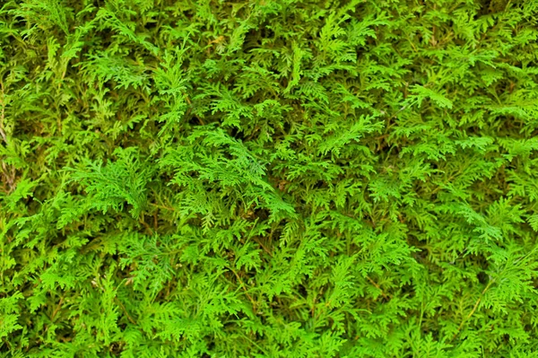 Green hedge, full frame — Stock Photo, Image