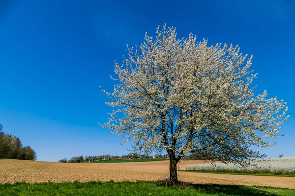 Strom na jaře — Stock fotografie