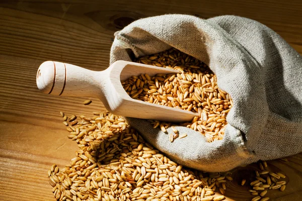 Grains of oats — Stock Photo, Image