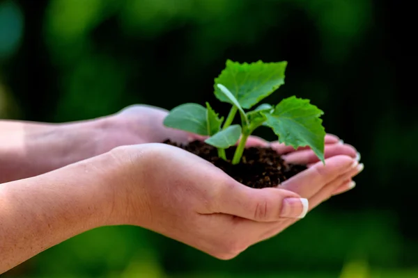 Frau hält Pflanze in der Hand — Stockfoto