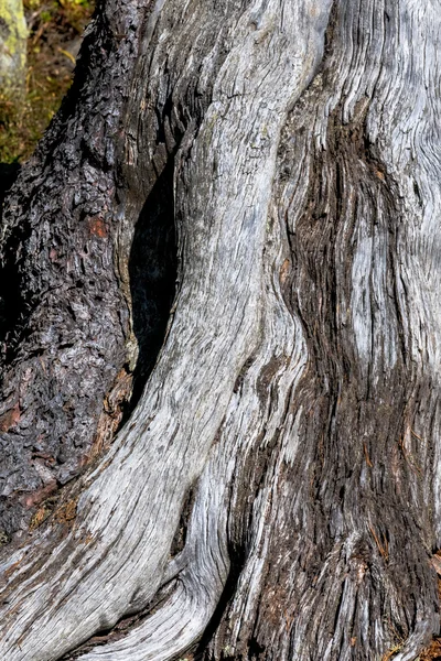 Rinde eines alten Baumes — Stockfoto