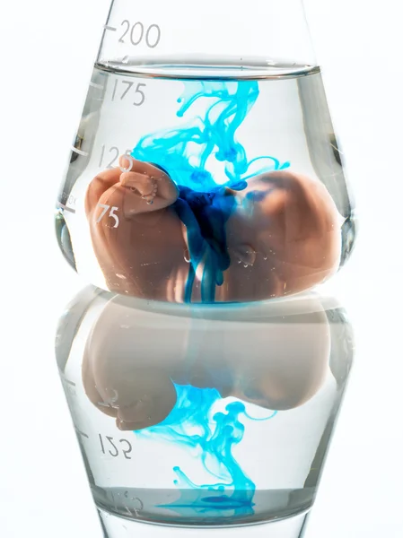 Symbolfoto embrió, a géntechnológia és az abortuszt. schangersch — Stock Fotó