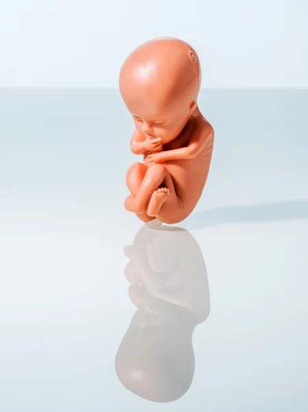 Embryo model. fetus symbolizing abortion pregnancies — Stock Photo, Image