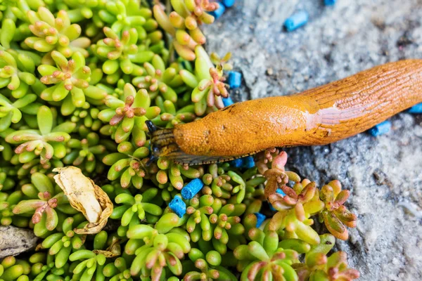 Snail with slug pellets — Stock Photo, Image