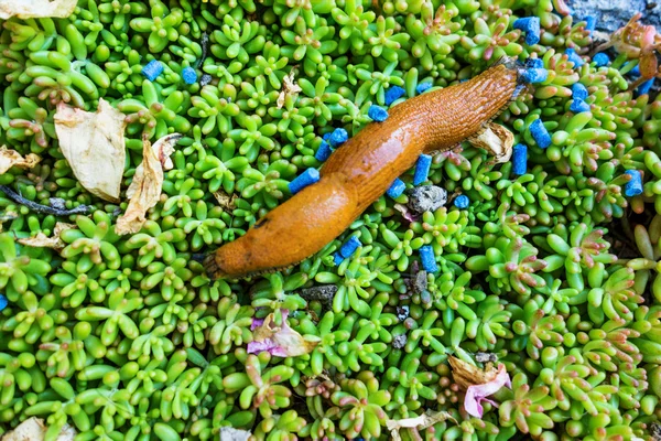 Caracol com pellets de lesma — Fotografia de Stock