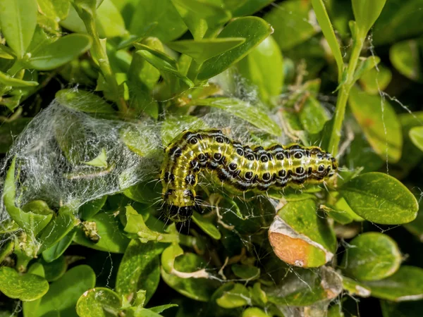 Cydalima perspectalis larv i trädgården är stort hot, — Stockfoto