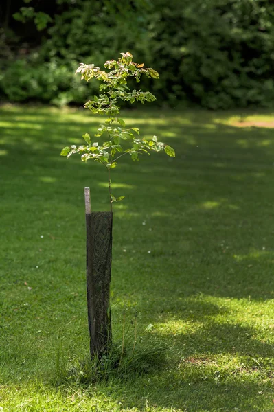 Young tree was planted. reforestation with protection against an — Stock Photo, Image