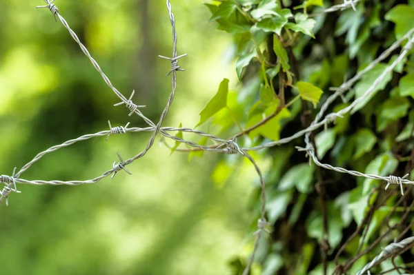 Barbed wire and nature. opposites — Stock Photo, Image