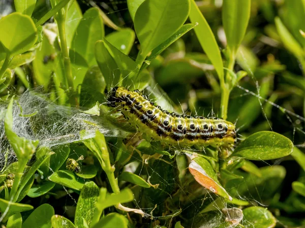 Firma caterpillar perspectalis cydalima w ogrodzie jest wielkie zagrożenie, — Zdjęcie stockowe