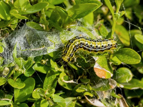 Cydalima perspectalis housenka v zahradě je velkou hrozbou, — Stock fotografie