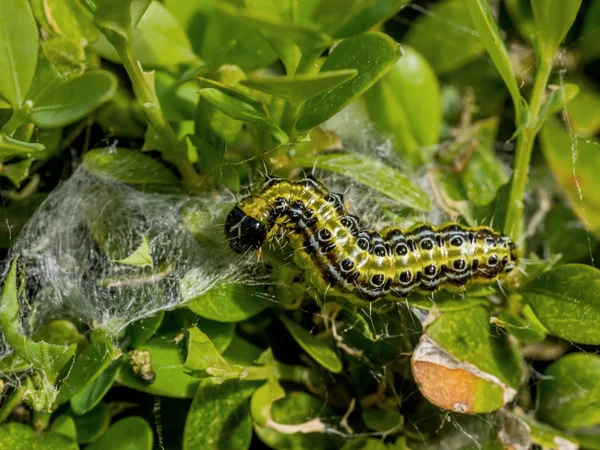 Cydalima perspectalis housenka v zahradě je velkou hrozbou, — Stock fotografie