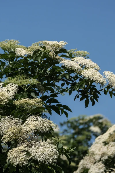 Ανθισμένα λουλούδια του elderberry σε ένα hollunderstrauch — Φωτογραφία Αρχείου