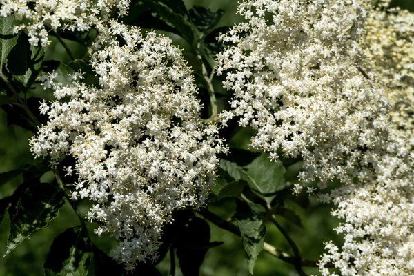 Flores florecientes de saúco en un hollunderstrauch — Foto de Stock