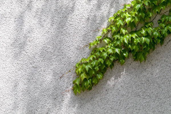 Hera em uma parede de tijolo. simbolizando crescimento e força — Fotografia de Stock