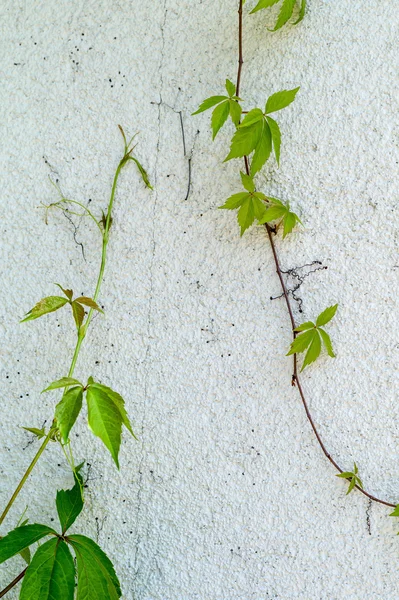 Ivy on a brick wall. symbolizing growth and strength — Stock Photo, Image