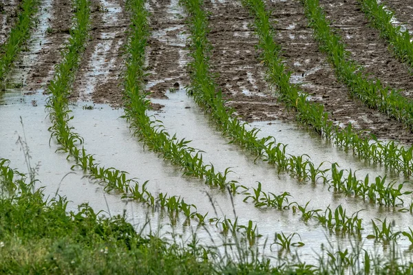 Piante allagate in un campo dopo tempeste — Foto Stock