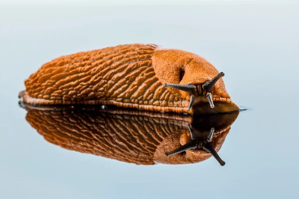 Snigel på vit bakgrund — Stockfoto