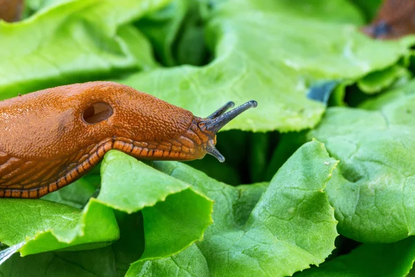 Caracol con hoja de lechuga —  Fotos de Stock