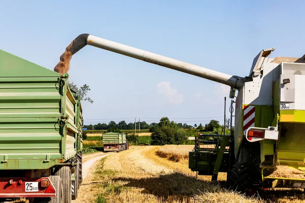 Kukuřičného pole s pšenicí při sklizni — Stock fotografie