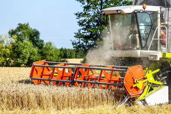 Majsfält med vete vid skörd — Stockfoto