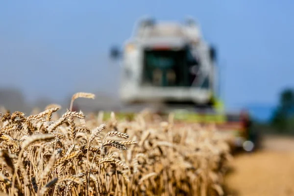 Maisfeld mit Weizen bei der Ernte — Stockfoto