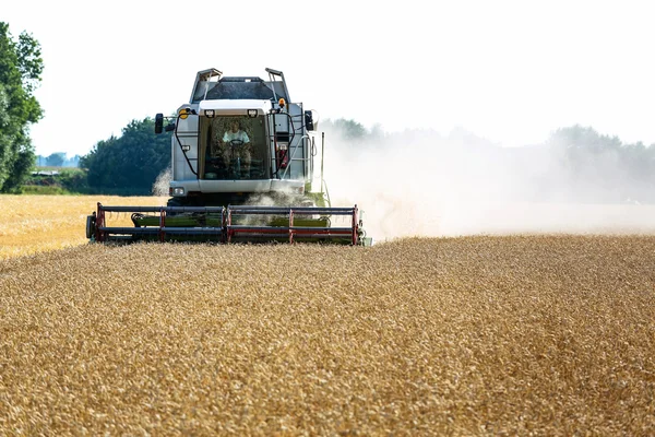 Campo di grano con grano al momento del raccolto — Foto Stock