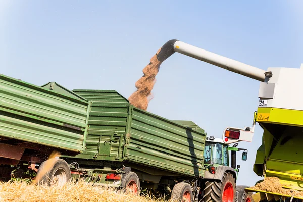 Cornfield met tarwe bij de oogst — Stockfoto