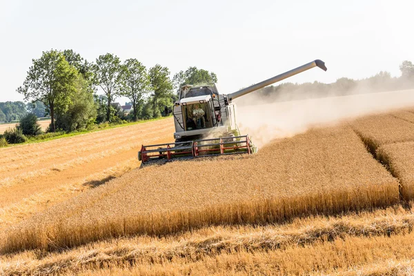 Кукурузное поле с пшеницей во время сбора урожая — стоковое фото