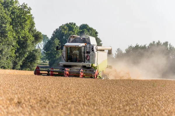 Maisfeld mit Weizen bei der Ernte — Stockfoto