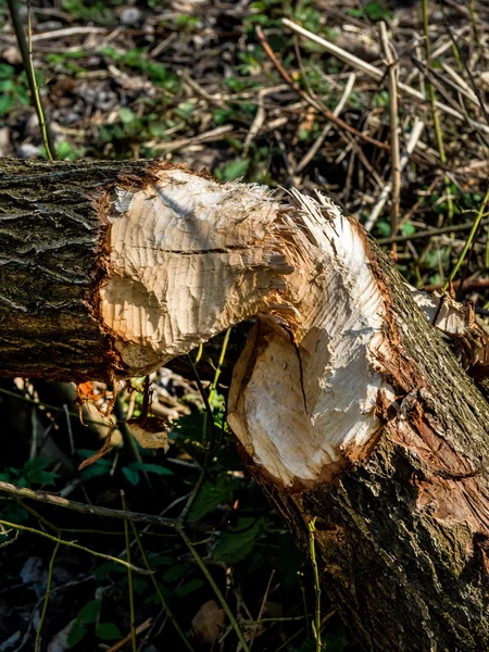 Beaver veursachen damage to trees — Stock Photo, Image