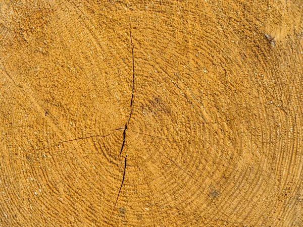 Árbol derribado. anillos anuales en la parrilla del árbol . —  Fotos de Stock