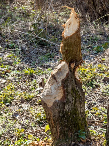 Bóbr veursachen uszkodzenia drzew — Zdjęcie stockowe